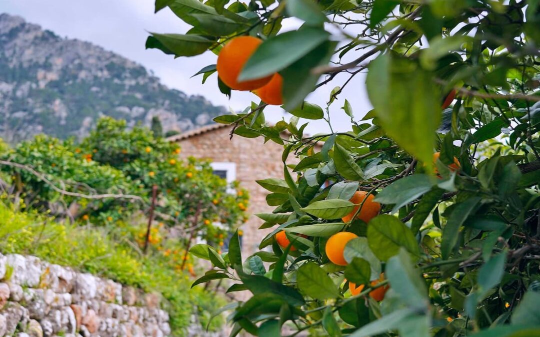 Avril, le mois des arbres fruitiers