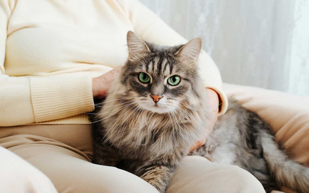 Les avantages incroyables des chats pour les seniors